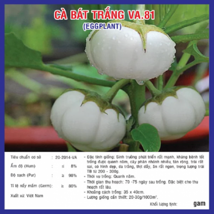 Hạt giống cà bát trắng - Ảnh 1